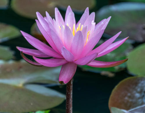 Waterlily